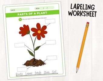 30 Parts Of A Plant Worksheet Cut And Paste Free Worksheet Spreadsheet