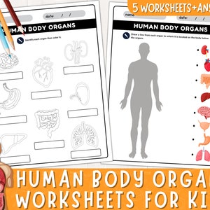 Werkbladen van menselijke lichaamsorganen | Anatomie van het menselijk lichaam voor kinderen | Afdrukbare anatomiewerkbladen voor kinderen | Interne organen | Directe download