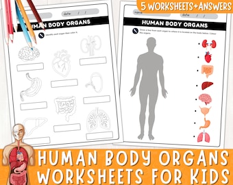 Planilhas de órgãos do corpo humano | Anatomia do corpo humano para crianças | Planilhas de anatomia para impressão para crianças | Órgãos Internos | Download instantâneo