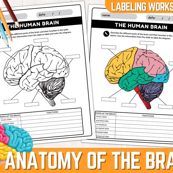 Werkblad voor het labelen van menselijke hersendelen | Anatomie van de hersenen | Delen van het menselijk brein werkbladen | Direct downloaden | Afdrukbare PDF