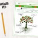 Parts of a Tree Labeling Activity Tree Life Cycle Worksheet Tree Fact ...