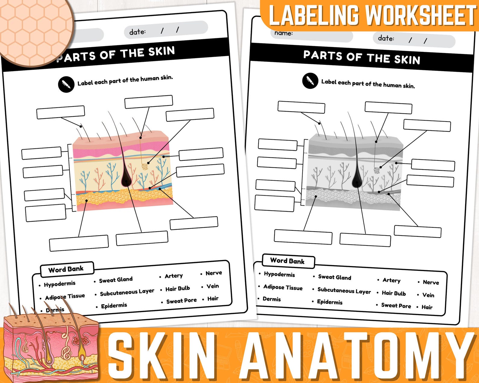 Human Skin Parts Labeling Worksheet | Anatomy of the Skin | Parts of ...