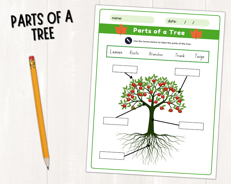 Parts of a Tree Labeling Activity Tree Life Cycle Worksheet Tree Fact