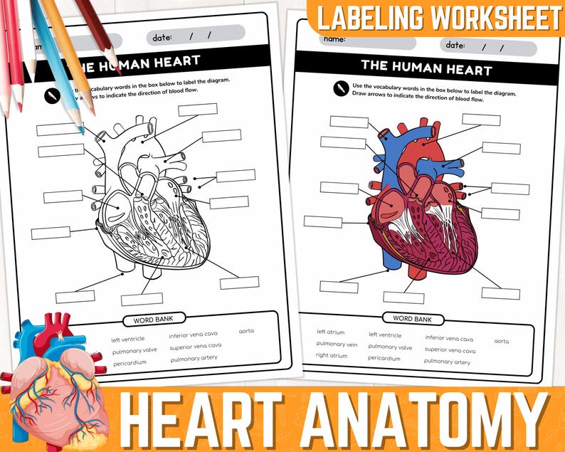 Human Heart Parts Labeling Worksheet | Anatomy of the Heart | Parts of ...