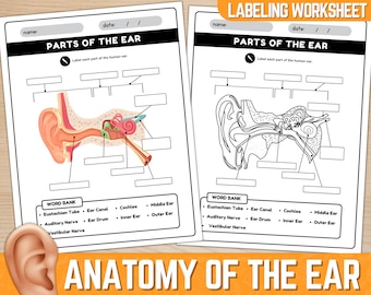 Parti del foglio di lavoro del diagramma dell'orecchio / Anatomia dell'orecchio / Foglio di lavoro per l'etichettatura dell'anatomia dell'orecchio / Download istantaneo / PDF stampabile