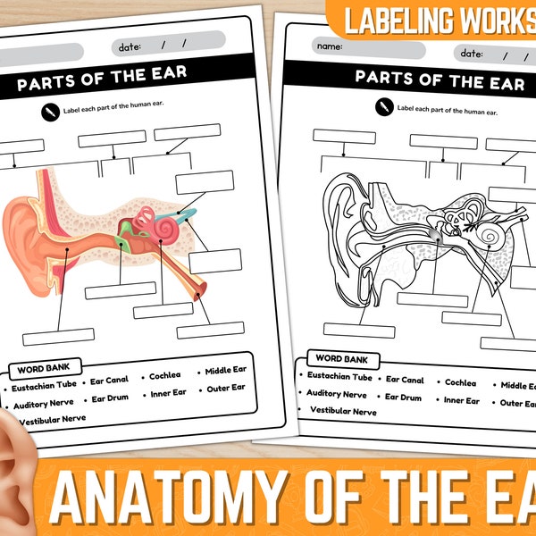 Parties de la feuille de travail du diagramme de l'oreille | Anatomie de l'oreille | Feuille de travail d'étiquetage de l'anatomie de l'oreille | Téléchargement instantané | PDF imprimable