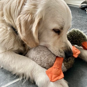 Dog stuff