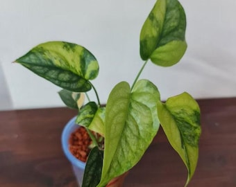 Monstera Siltepecana Aurea  Seltene Pflanzen  Monstera-Stecklinge   Vermehrungsknoten - Etsy.de