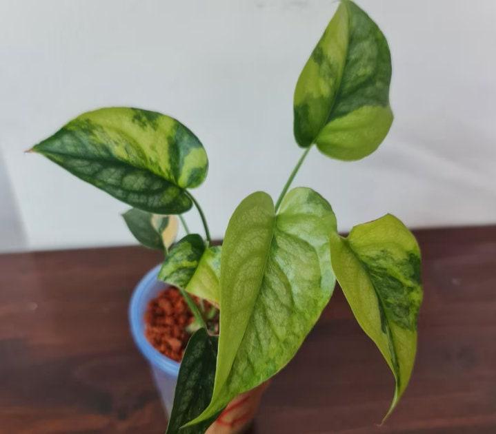 Monstera Siltepecana Variegated - Etsy Israel