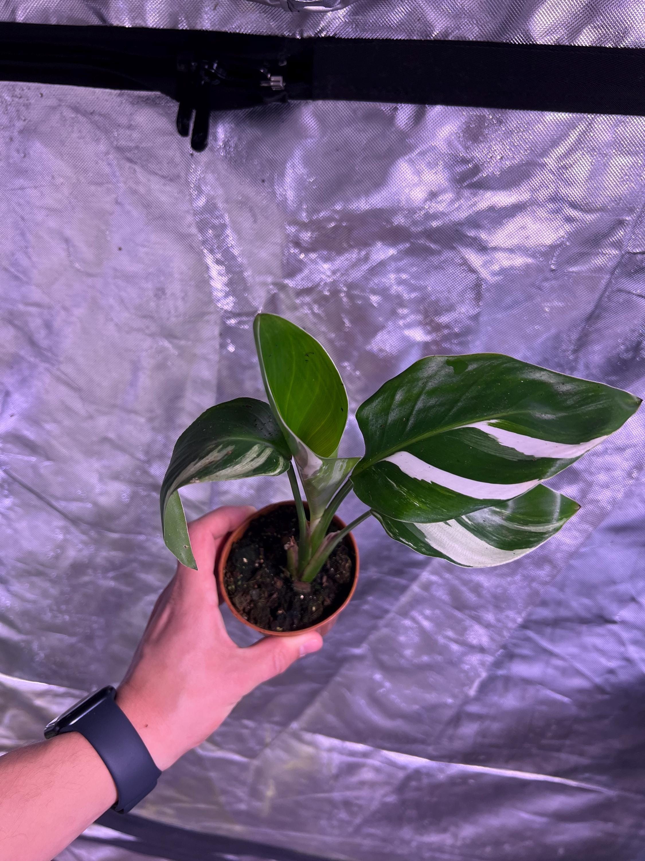 Strelitzia Variegata - Etsy Sweden