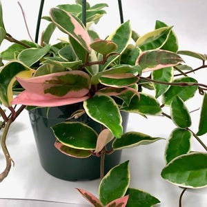 以下が含まれることがあります： 緑、ピンク、黄色の斑入りの葉を持つ、吊り下げ式の鉢植えのホヤ植物。 植物は濃い緑色のプラスチックの鉢に入っており、長く垂れ下がった茎があります。 葉はワックス状の質感で、茎に沿って対になって配置されています。