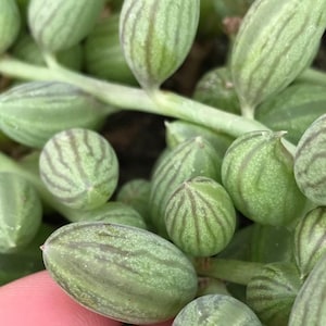 May include: Close-up of a string of pearls succulent plant. The plant has rounded, light green leaves with darker green stripes. The leaves are arranged along a thin, green stem. The background is blurred, highlighting the plant's texture and form.