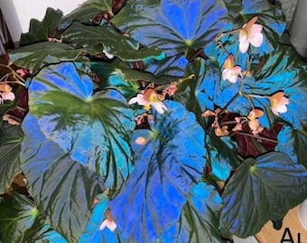 節付きベゴニア・パボニナ挿し木 - ピーコックベゴニア、虹色に輝く青葉ベゴニア