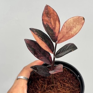 Zz ブラックピンクレーヴェン Zz Raven Black Pink Variegated - Etsy Canada