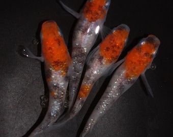 Huevos de pescado de arroz japonés - Mezcla Medaka - Colores premium - Tricolor, Azul Miyuki, Blanco Miyuki, Medianoche/Negro, Rojo Rey, etc.