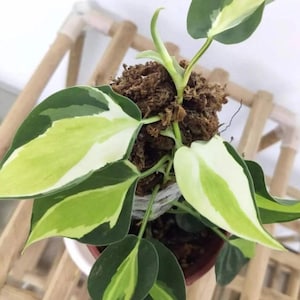 Hngende philodendron - Etsy.de