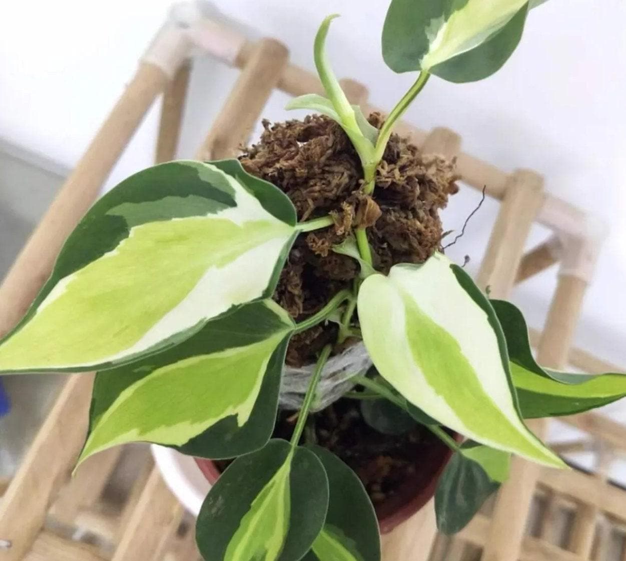 Hngende philodendron - Etsy.de