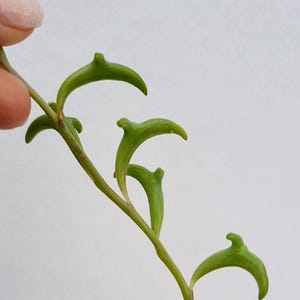 May include: Close-up of a green String of Dolphins succulent plant. The leaves are shaped like small dolphins, with a curved body and a pointed fin. The plant is held by a person's finger against a white background.