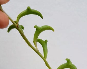 Senecio peregrino - Cadena de delfines - Esquejes