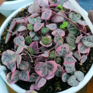 Puede incluir: Una planta de Cadena de Corazones en una maceta blanca. Las vides colgantes están cubiertas de hojas en forma de corazón con variegaciones rosas, verdes y grises. La planta es una exhibición vibrante de colores y texturas, ideal para la decoración interior.