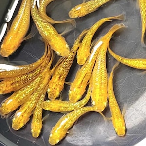 May include: A group of small, golden-yellow fish with slender bodies and reflective scales. The fish are clustered together, showcasing their vibrant color and unique patterns. The image is taken from above, providing a clear view of the fish.