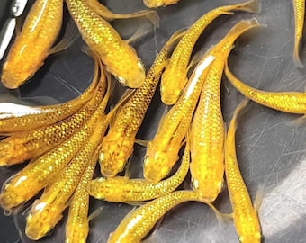 Huevas de pescado con arroz japonés - Medaka Lecris