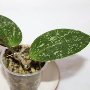 Hoya caudata gold - Etsy 日本