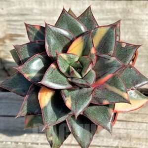 Op de afbeelding: Een succulent met groene, gele en roodgerande bladeren. De plant heeft een stervorm, met de bladeren in een spiraalvorm. De bladeren zijn dik en vlezig, met een glanzend oppervlak. De plant staat in een kleine bruine pot.