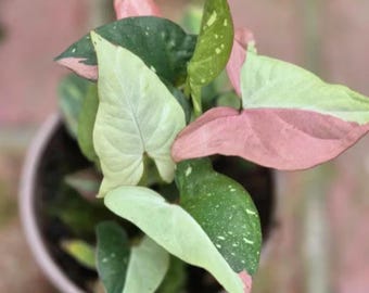 シンゴニウム レッドスポット トリコロール 米国販売業者 - Etsy 日本