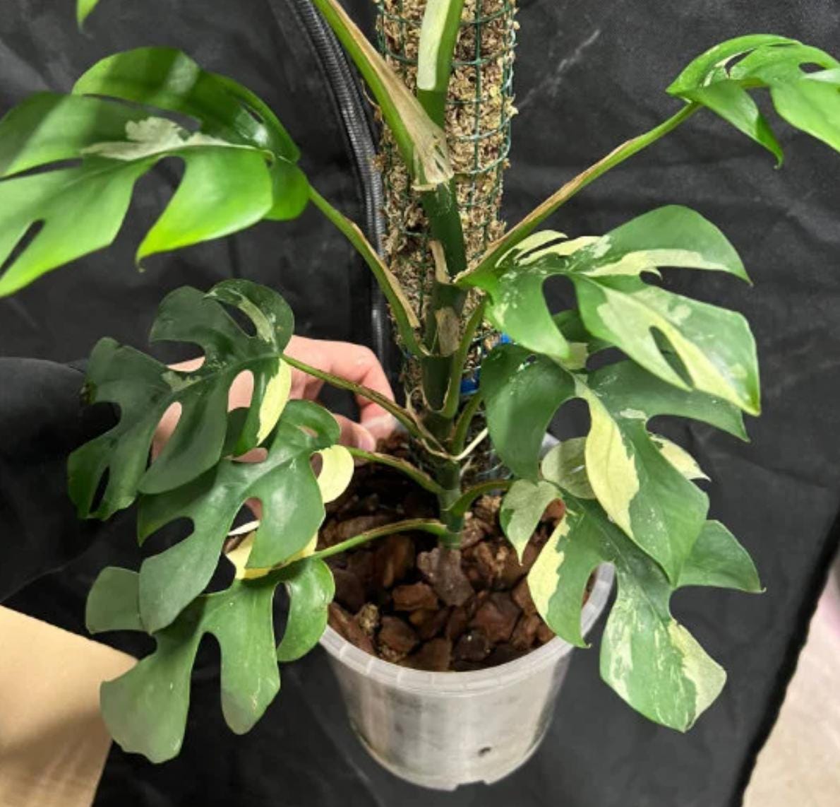 Variegated rhaphidophora - Etsy 日本