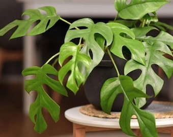 syngonium white butterfly plant Buy Syngonium White Butterfly Plants main image 1