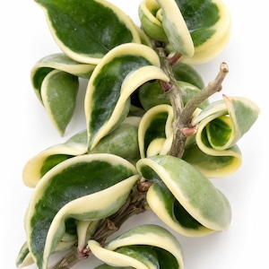 Könnte beinhalten: Ein Hoya carnosa compacta Pflanzenstängel mit dicken, gekräuselten und gedrehten Blättern, die ein panaschiertes Muster aus dunkelgrünen Zentren und cremeweißen Rändern aufweisen und an einem holzigen braunen Stängel sitzen.