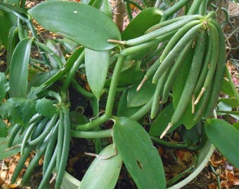 Orchidaceae Vainilla - Planta rara - Planta hermosa - Esquejes
