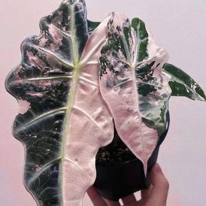 Alocasia nobilis pink variegated - Etsy 日本