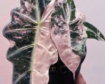 アロカシアポリー斑入り　alocasia polly variegated 斑入りのアロカシア・ポリー : r/alocasia