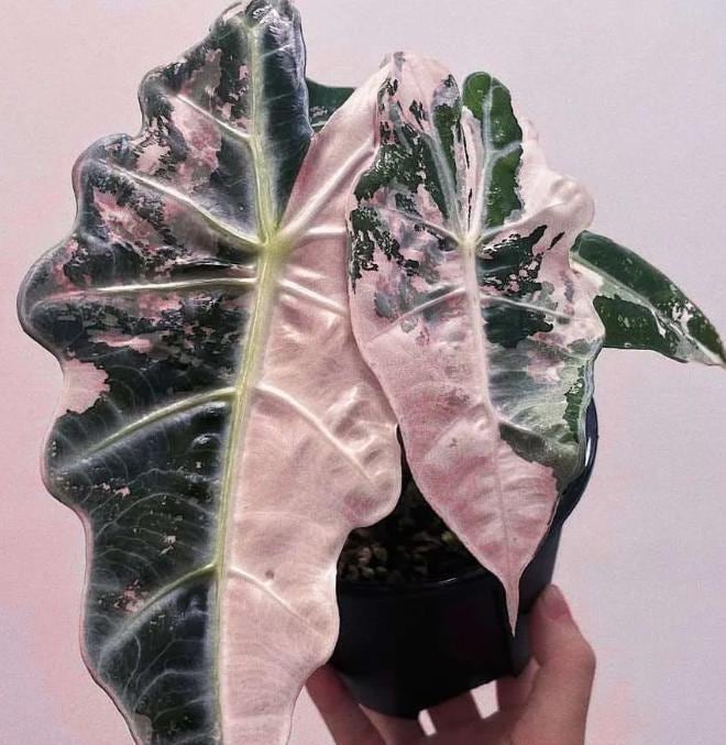 Alocasia nobilis pink variegated - Etsy 日本