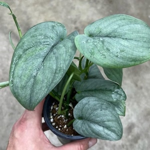 May include: A close-up of a potted Scindapsus pictus 'Silvery Ann' plant. The plant features large, heart-shaped leaves with a silvery-green hue and prominent veining. The leaves have water droplets on them. The plant is in a black plastic pot.