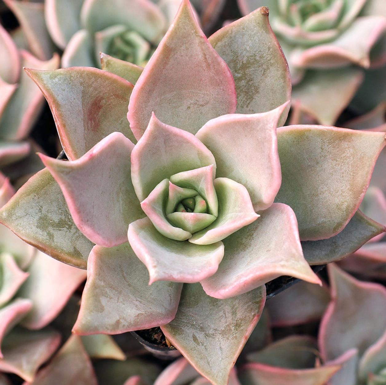 Echeveria madiba - Etsy 日本