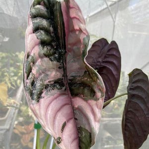 希少 アロカシア クプレア ピンク Alocasia cuprea pink - Etsy 日本
