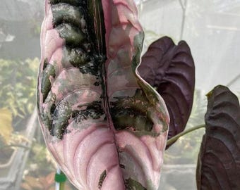 2個買うと1個無料 アロカシア・クプレア ピンクミント斑入り、レッド