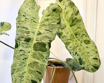 Philodendron Paraiso Verde - Rare Plant - Beautiful Plant - Cuttings