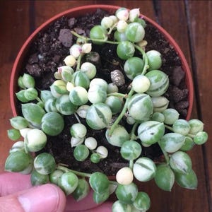 Puede incluir: Una planta suculenta 'String of Pearls' en una maceta de terracota. La planta presenta pequeñas hojas redondas, verdes y blancas veteadas. Es una suculenta colgante, con tallos que caen por el borde de la maceta.