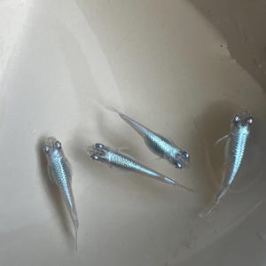 Könnte beinhalten: Vier kleine, irisierende blaue Fische schwimmen in einer weißen Schüssel. Die Fische haben schlanke Körper und sichtbare Augen. Das Wasser erscheint klar und die Schüssel hat eine glatte, reflektierende Oberfläche. Die Fische sind in verschiedene Richtungen ausgerichtet.