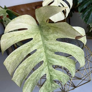 Peut inclure: Gros plan sur une feuille de Monstera panachée, présentant un mélange de teintes vertes et blanc crème. La feuille a un design unique, avec des trous irréguliers. Cette plante est une plante d'intérieur populaire, connue pour son feuillage saisissant.