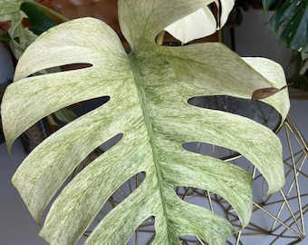 ＊モンステラ＊ミント＊Monstera＊Mint＊ モンステラ ボルシギアナ セブブルーミント(Monstera deliciosa var
