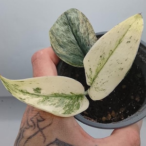 Puede incluir: Una pequeña planta en maceta con tres hojas variegadas que presentan una mezcla de patrones moteados en blanco crema y verde oscuro. La planta está en un recipiente de plástico gris oscuro sencillo lleno de tierra oscura para macetas.
