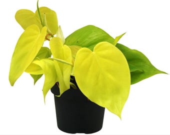 Philodendron Zitronenlimette  seltene Pflanze  schne Pflanze   Stecklinge - Etsy.de