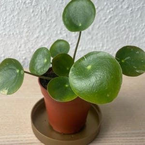 Pilea White Splash Stickling med nod - White Splash Pilea, sällsynt krukväxt