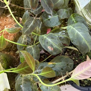 May include: A houseplant with dark green, oval-shaped leaves featuring subtle veining and occasional pinkish-white variegation. The plant has thin, light green stems and is potted in a black plastic container with visible soil and moss.