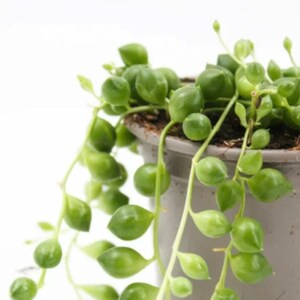 Könnte beinhalten: Eine String of Pearls Pflanze in einem grauen Topf. Die Sukkulente hat leuchtend grüne, kugelförmige Blätter und herabhängende Stängel. Die Pflanze steht vor einem weißen Hintergrund, der ihre einzigartige Textur und Form hervorhebt. Der Topf ist neutral gefärbt.